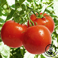 Jet Star Tomato: Tomato of the Month