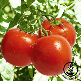 Tomato Celebrity Hybrid Seed