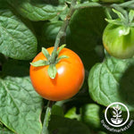 Tomato Chadwick Cherry Seed