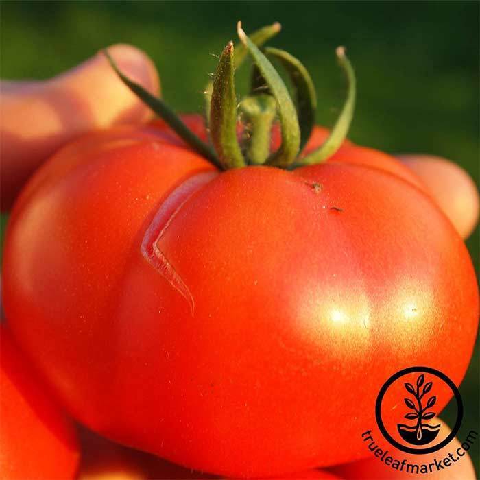 champion II hybrid tomato