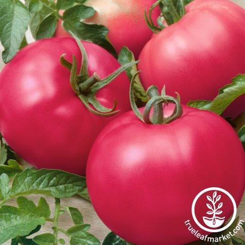 Buy Tomato Brandymaster Pink F1 by Kings Seeds online - Kings Seeds NZ