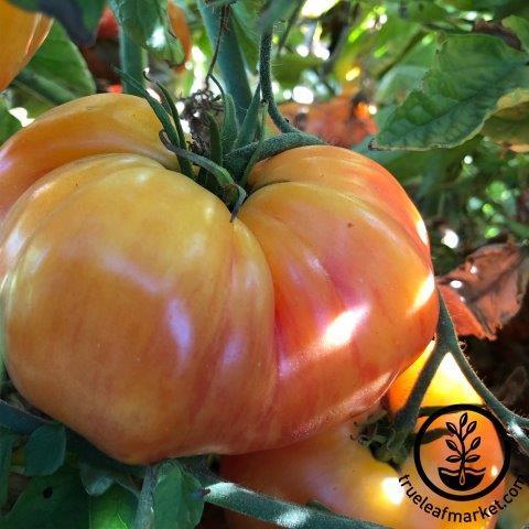 Chefs Choice Orange Hybrid Tomato Seeds