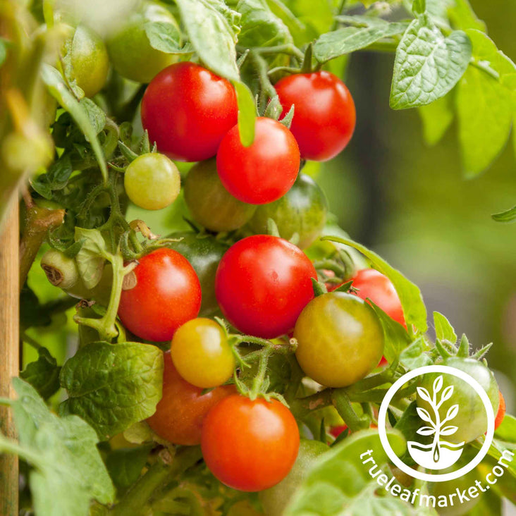 rainbow mix cherry tomato