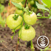 cherry white tomato