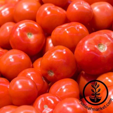 Tomato Seeds - Chef's Choice Pink F1 - Packet, Vegetable Seeds, Eden Brothers