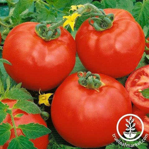 Tomato Seeds - Containers Choice Red F1