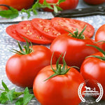 Tomato Seeds - Dakota Sport - Organic