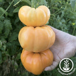 Tomato Seeds - Dr. Wyche's Yellow