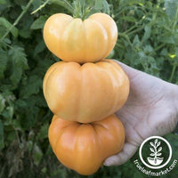 Tomato Seeds - Dr. Wyche's Yellow