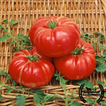 Tomato Seeds - Dutchman - Organic