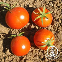 Tomato Glacier Seeds for Tomatoes