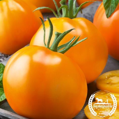 Tomato Seeds - Golden Jubilee - Organic