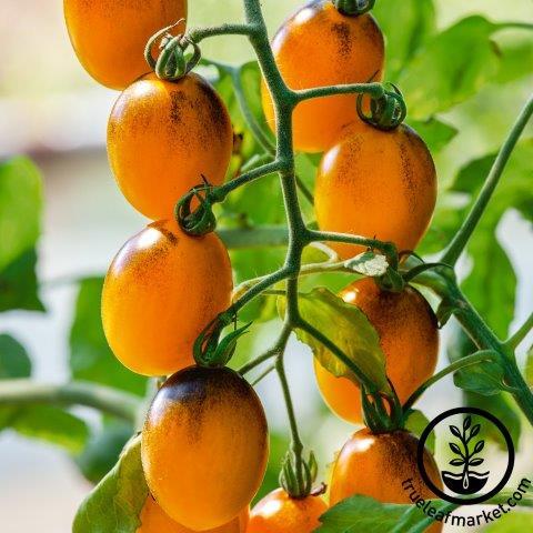 Tomato Seeds - Gum Drop Yellow F1