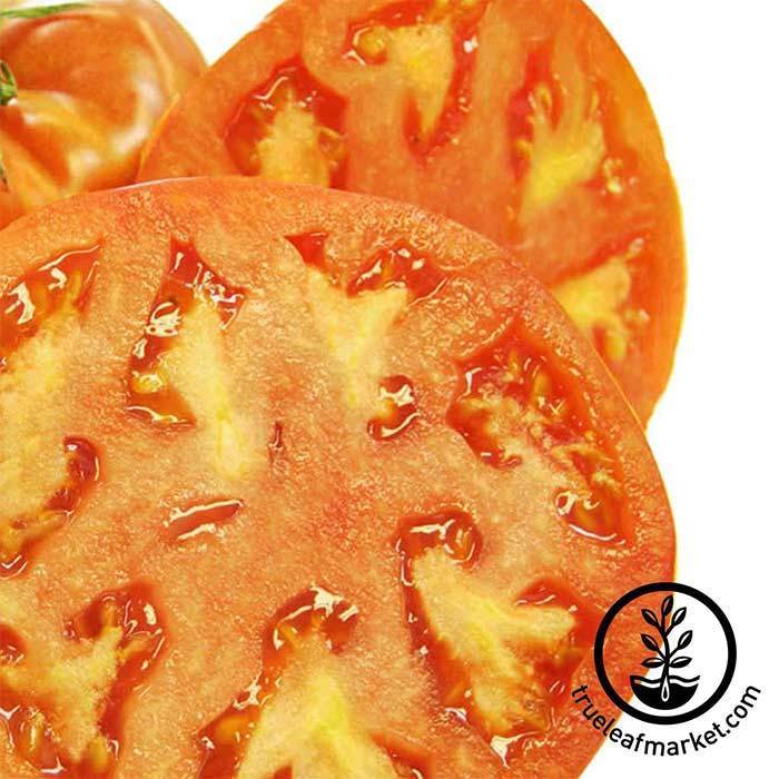 https://cdn.shopify.com/s/files/1/2016/2681/products/tomato-hamson-seed-wm_700.jpg?v=1604009169