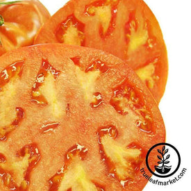 Tomato Hamson DX-52-12 Seed
