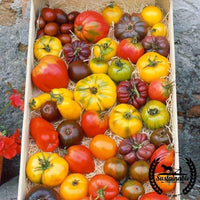 Organic Rainbow Slicer Tomato Collection - Annie's Heirloom Seeds