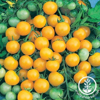 Tomato Seeds - Honeybee F1