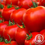 Tomato Husky Red Hybrid Seed