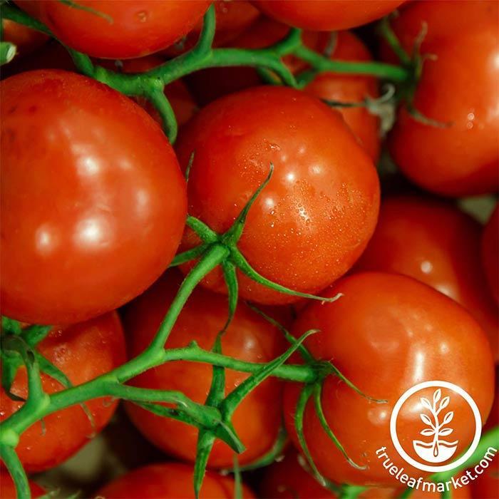 Jet Star Hybrid Tomato Seeds – Hometown Seeds