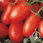 Tomato La Roma III Red Hybrid Seed