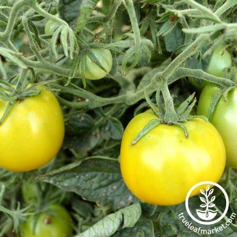 Tomato Seeds - Lime Green Salad