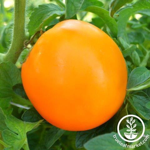 Tomato Seeds - Orange Queen