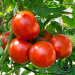 Tomato Oregon Spring Seed