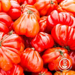 Tomato Seeds - Oxheart Pink