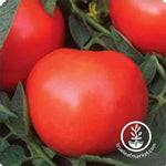 Tomato Phoenix Hybrid Seed
