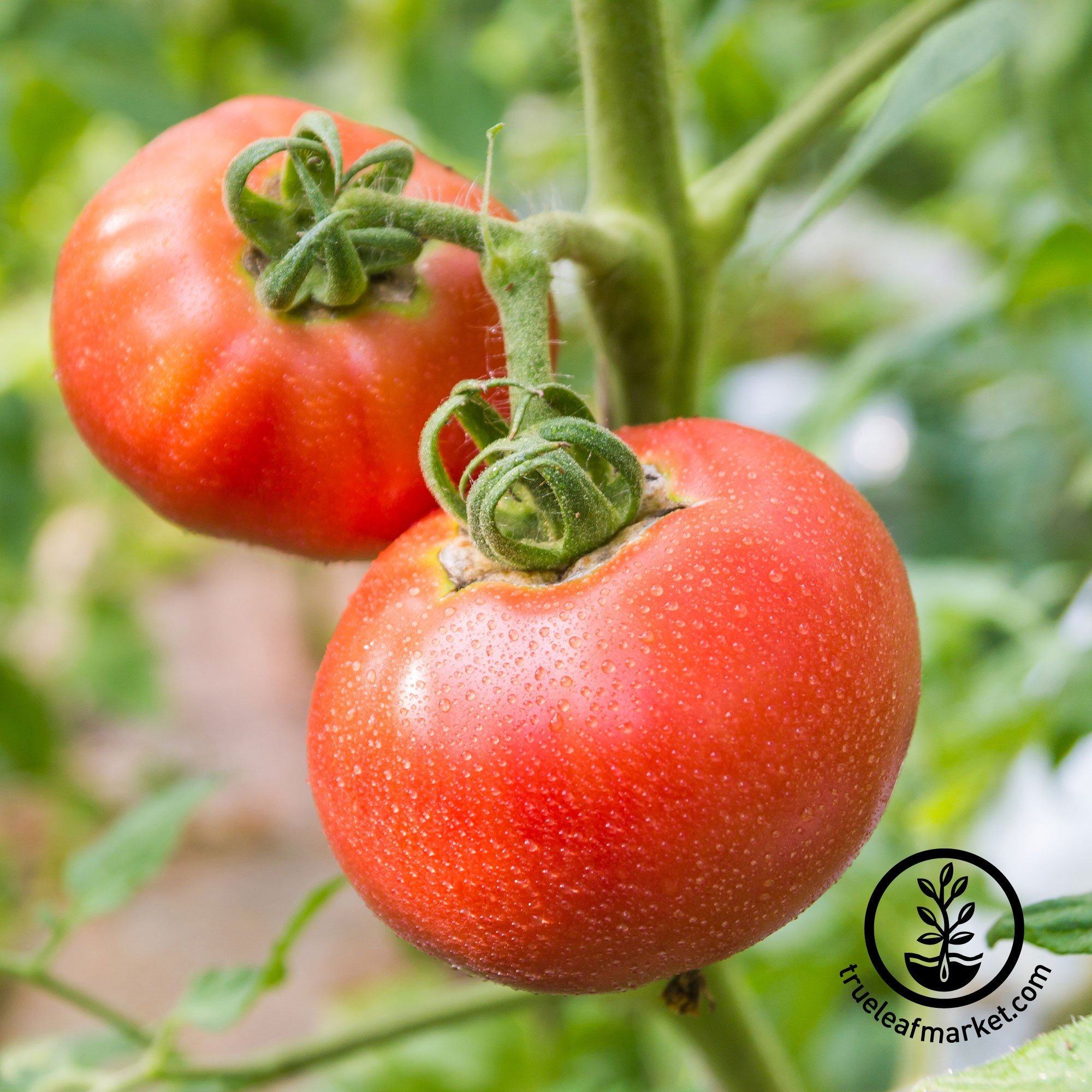 Tomato Seeds - Abe Lincoln | Non-GMO Vegetable Garden Tomato Seed 