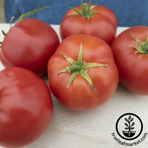 Tomato Seeds - Beefsteak (Determinate)