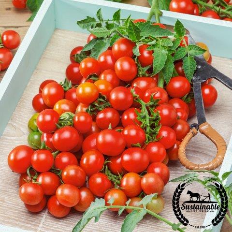 Tomato Seeds - Red Cherry Small - Organic