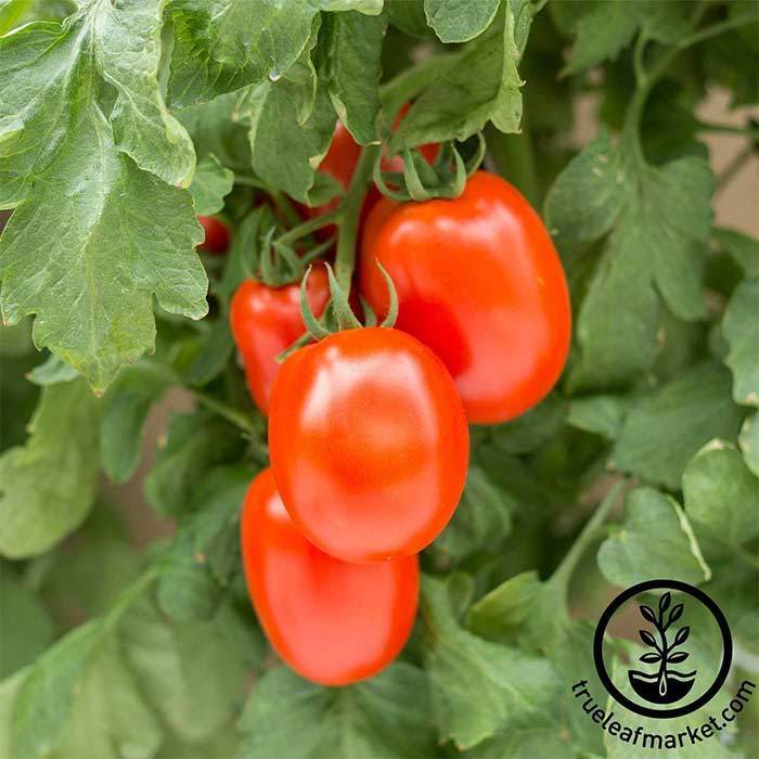 Organic Magic Bullet Tomato Seeds — San Diego Seed Company