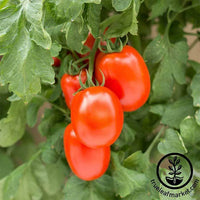 Tomato Roma VF Seed