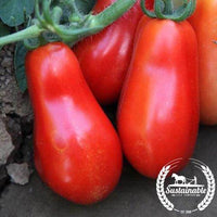 Organic San Marzano Tomato Tall Vines Seeds