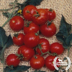 Tomato Seeds - Stupice - Organic