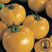 Tomato Seeds - Sunny Boy F1