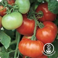 Tomato Garden Seeds- Jet Star Hybrid - 1000 Seeds- Non-GMO, Gardening