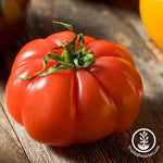 Tomato Super Marmande VF