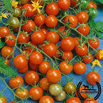 Tomato Seeds - Sweetie - Organic