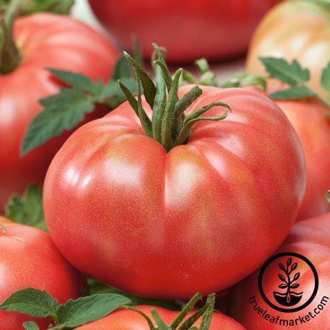 Tomato Seeds - Tastemaster Improved F1