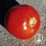 Tomato Thessaloniki Seed