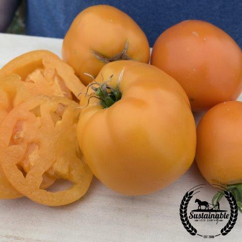 Tomato Seeds - Valencia - Organic