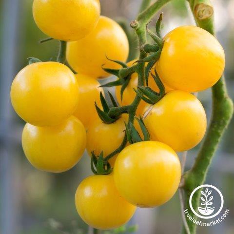 Currant Yellow Tomato