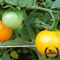 Tomato Seeds - Yellow Perfection - Organic