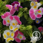 Torenia Kauai Mix Seed