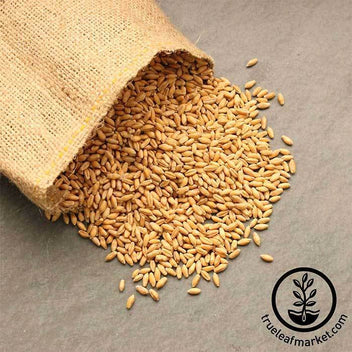 Triticale (Organic) - Bulk Grain & Foods