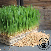 Triticale (Organic) - Grass Seeds