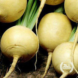 Golden Globe Turnip Seeds