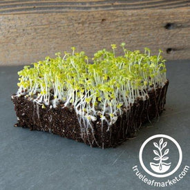 Turnip Namenia Microgreens